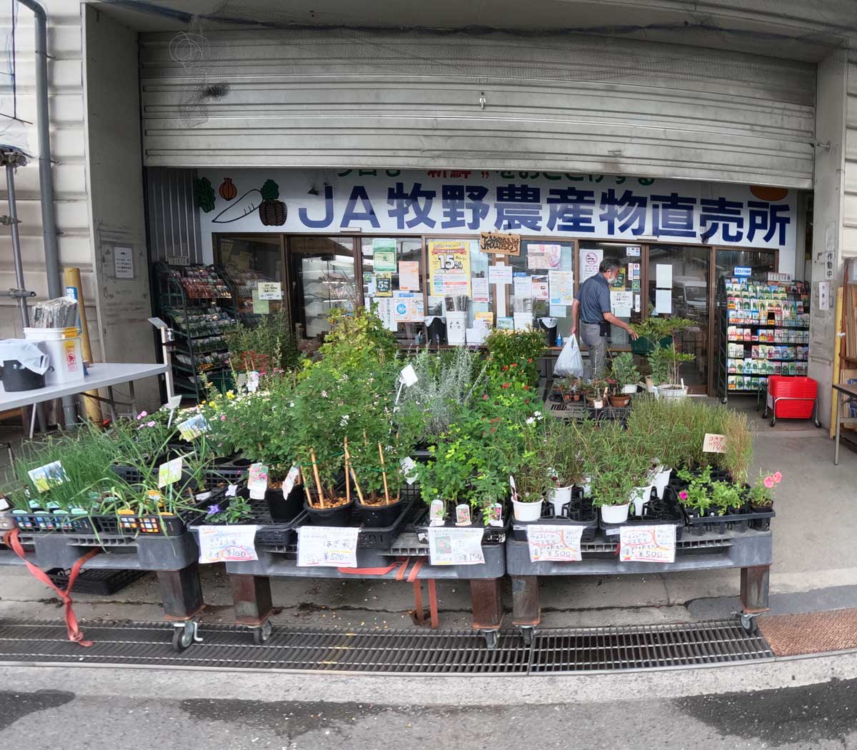 ガーデニング用の植物1