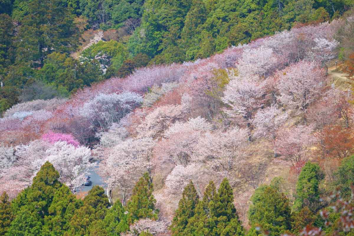 吉野山の桜