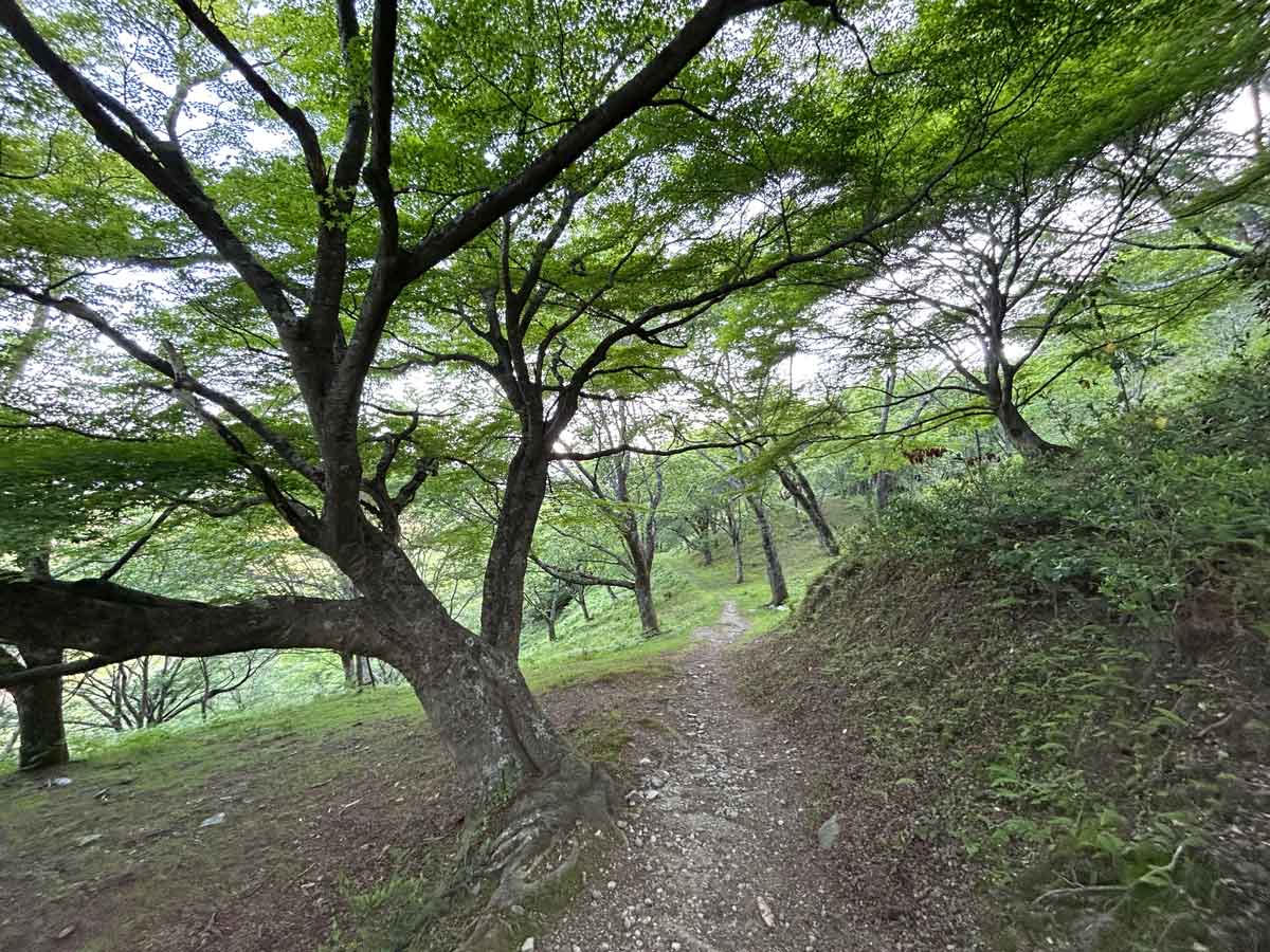 モミジの木々モミジがきれい