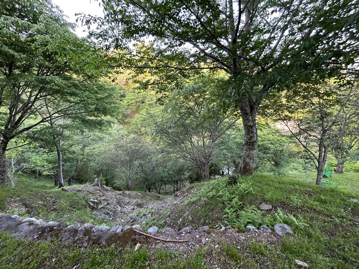 山道が続きます