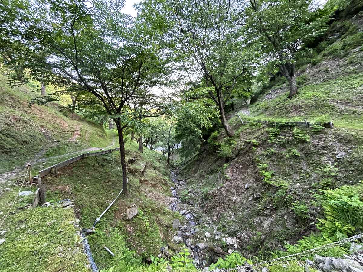 滝桜の底