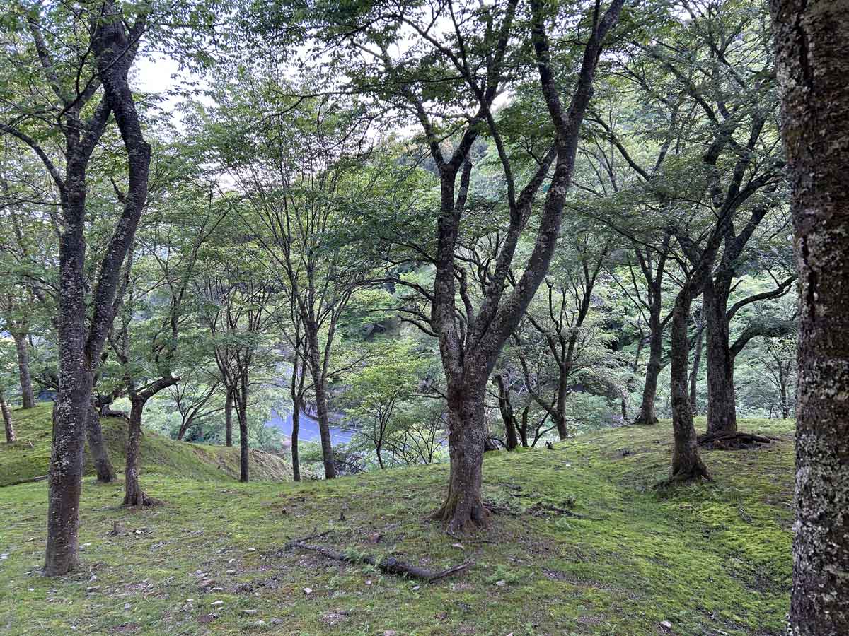 県道37号線の滝桜の入り口近辺