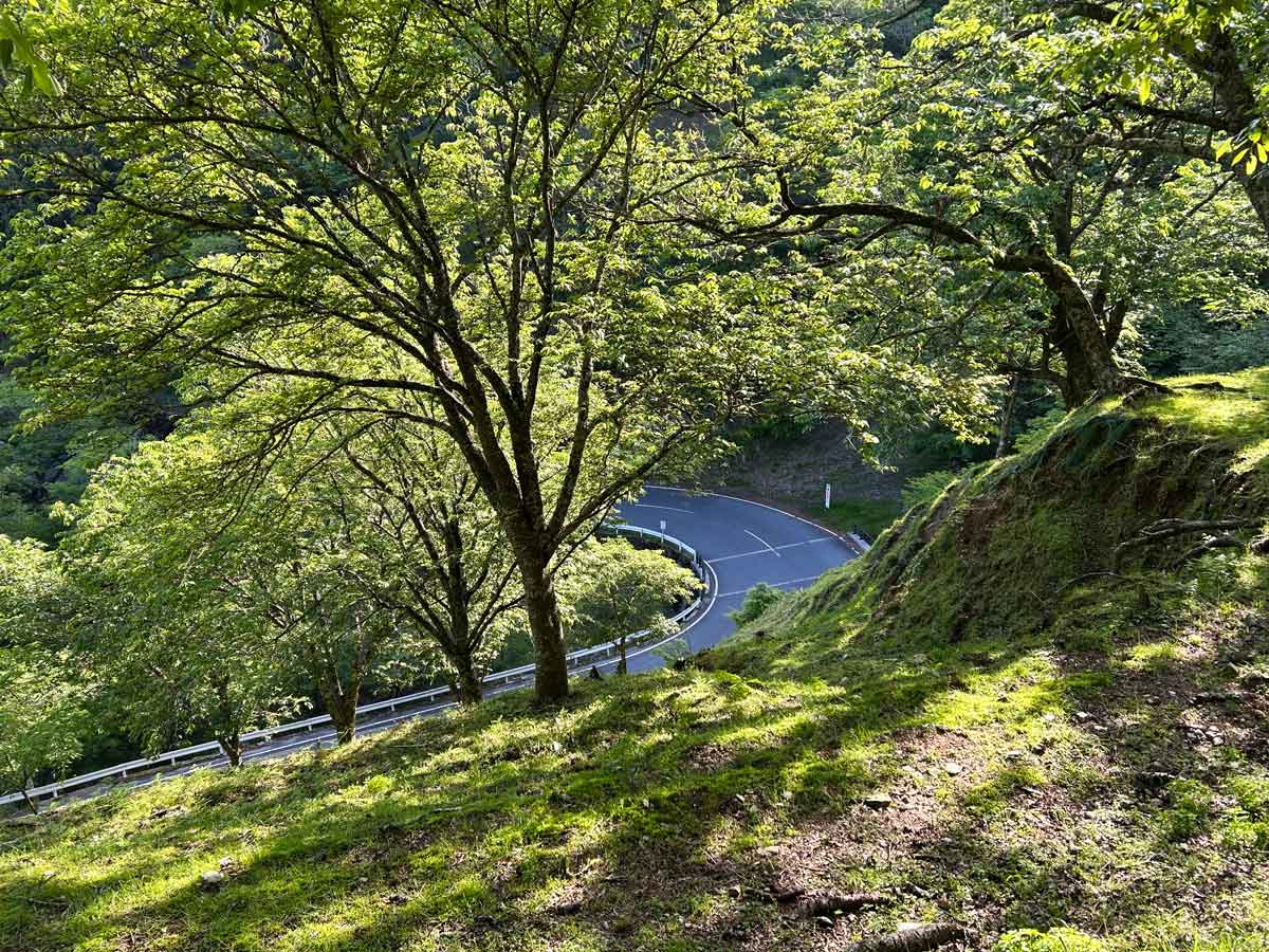 散策路