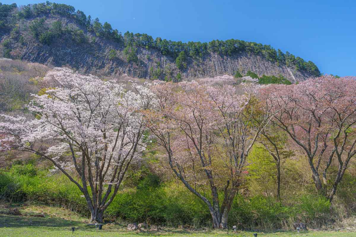 屏風岩と桜