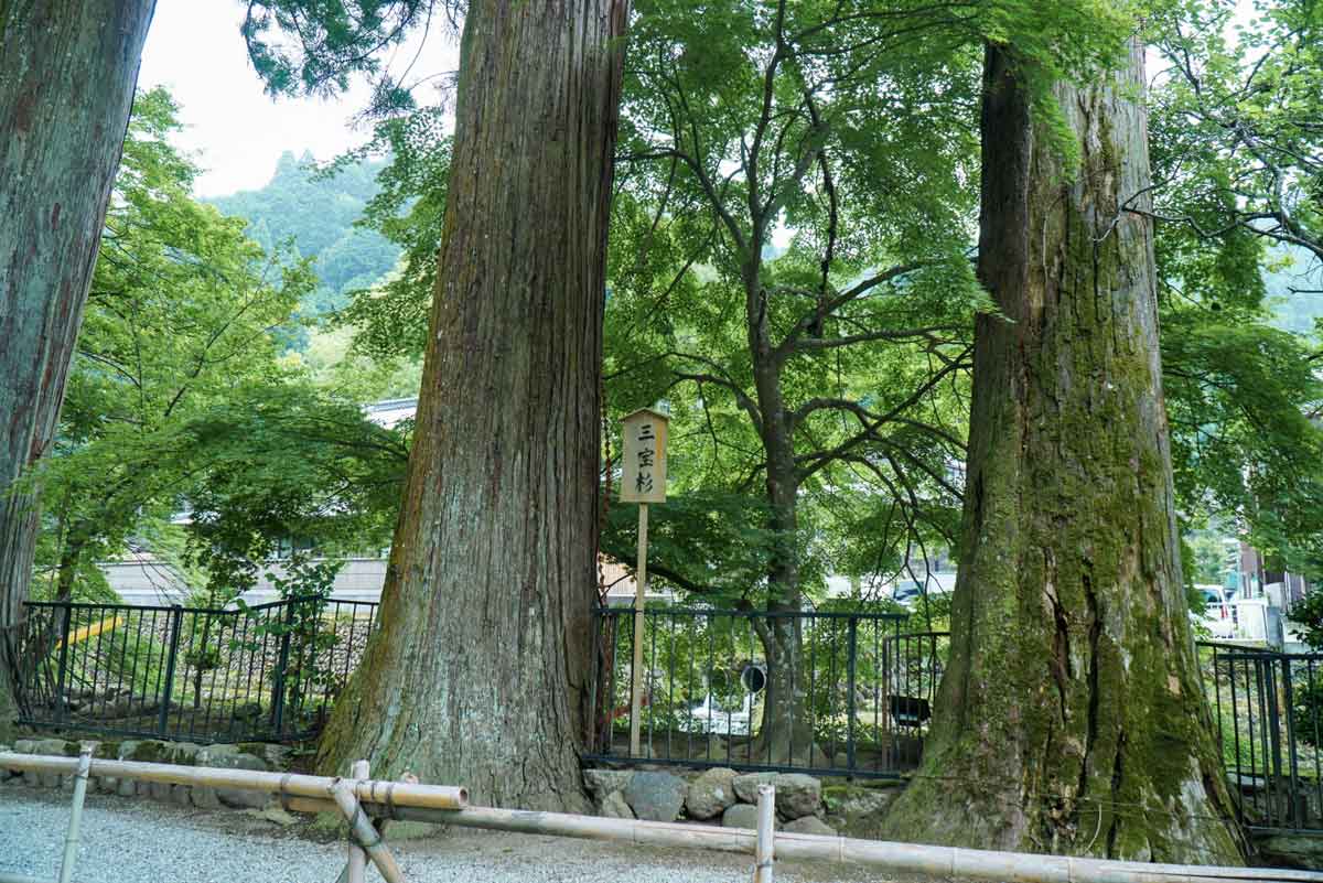 三宝杉