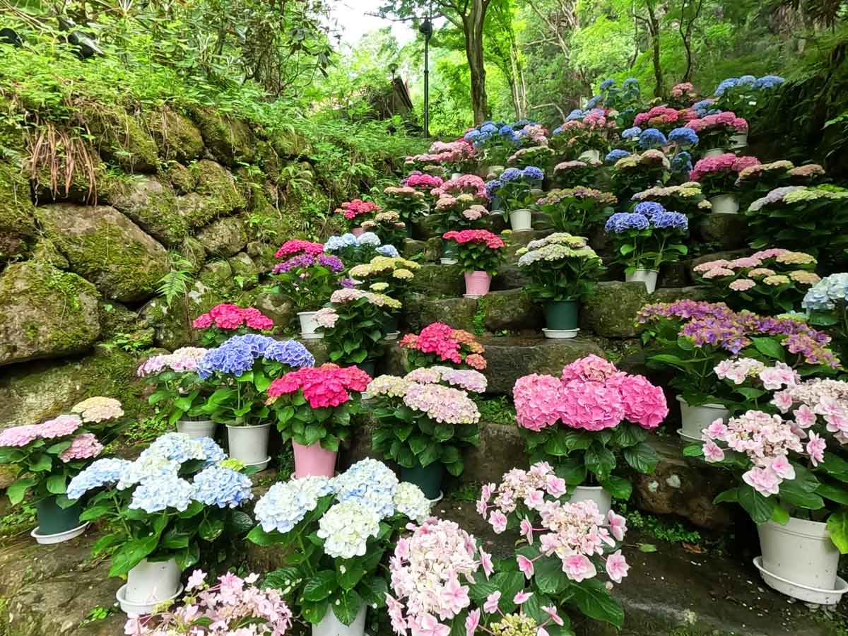 あじさい回廊