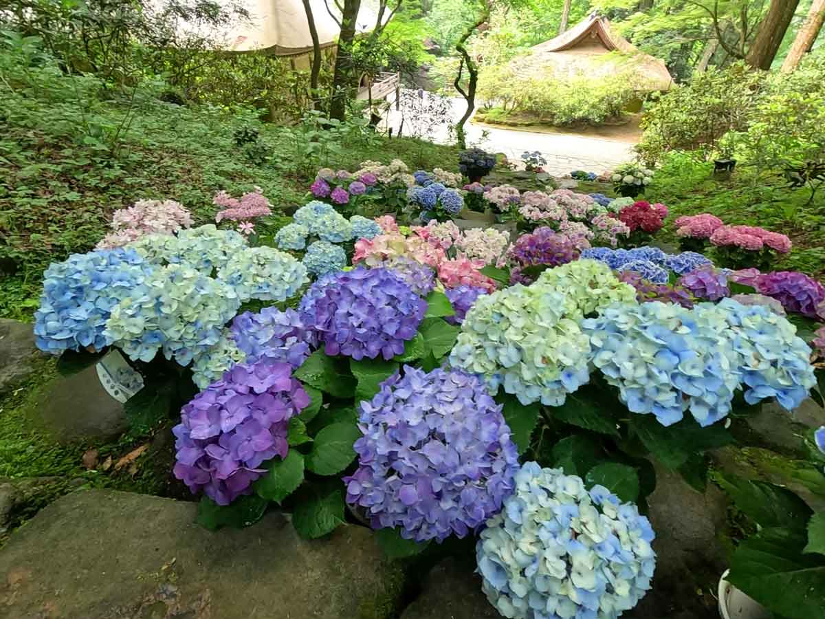 あじさい回廊