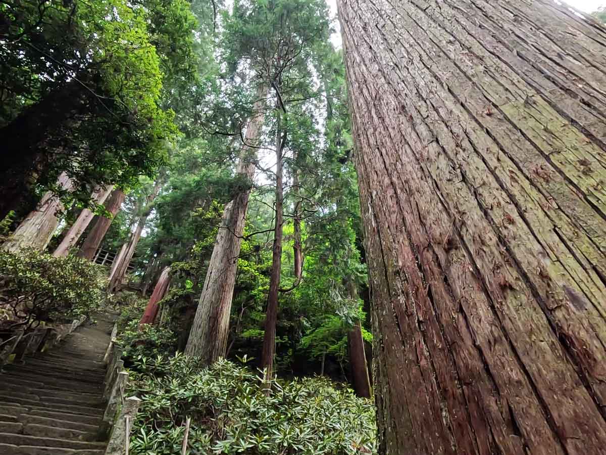連立した杉の巨木