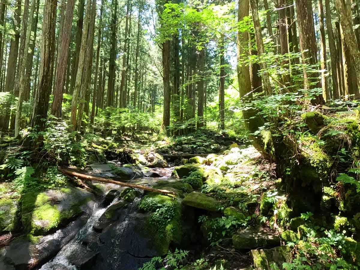 トンビも川で低空飛行