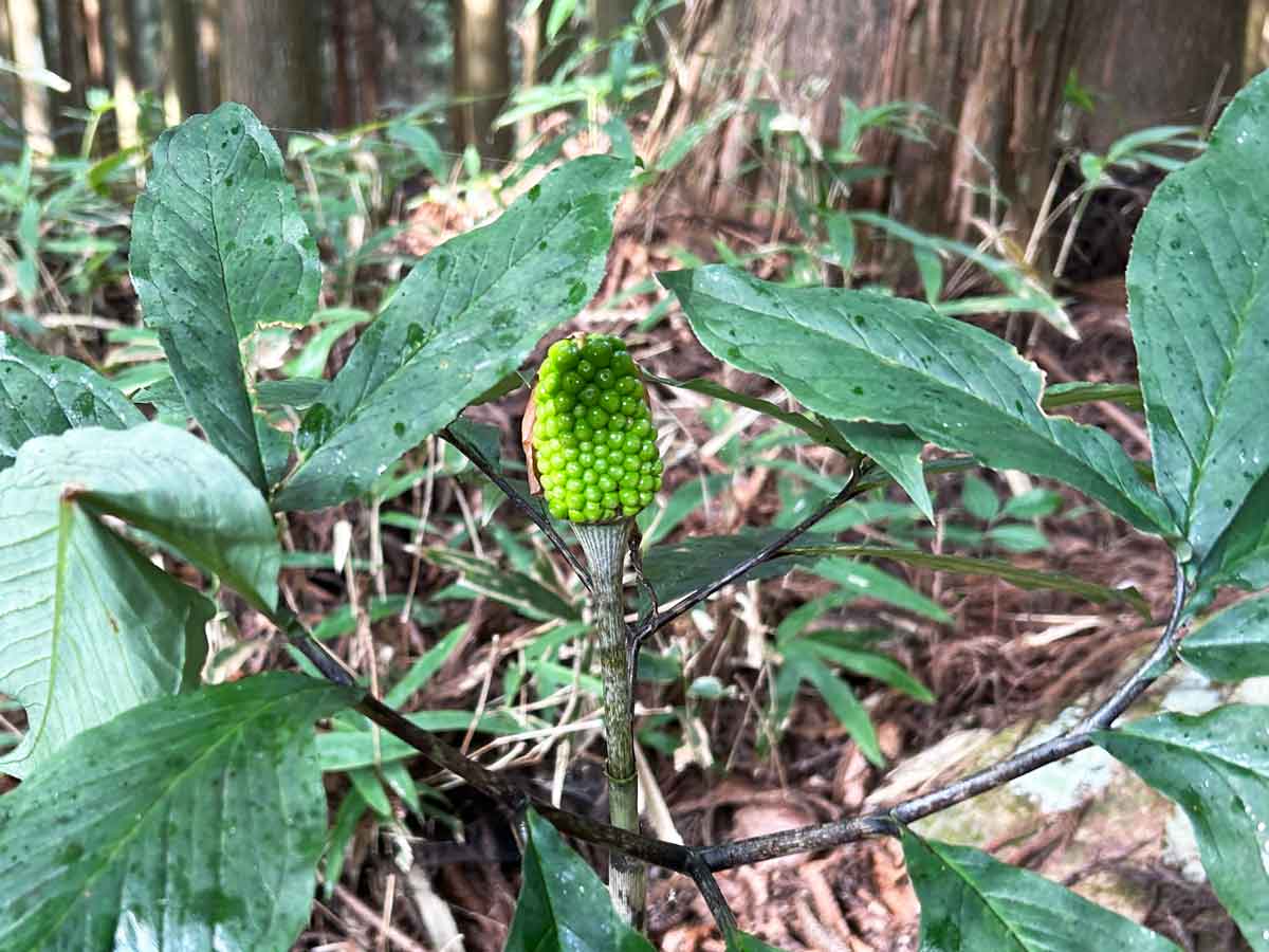珍しい植物