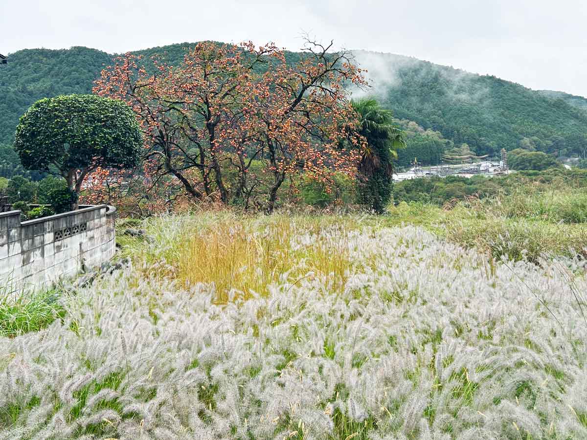 たわわに実った柿