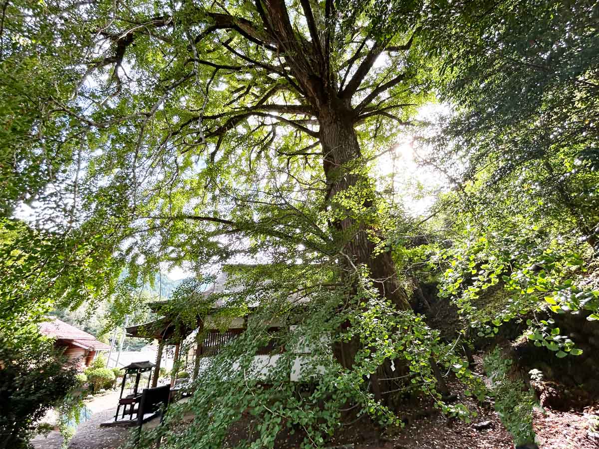 空一杯に広がるイチョウの枝