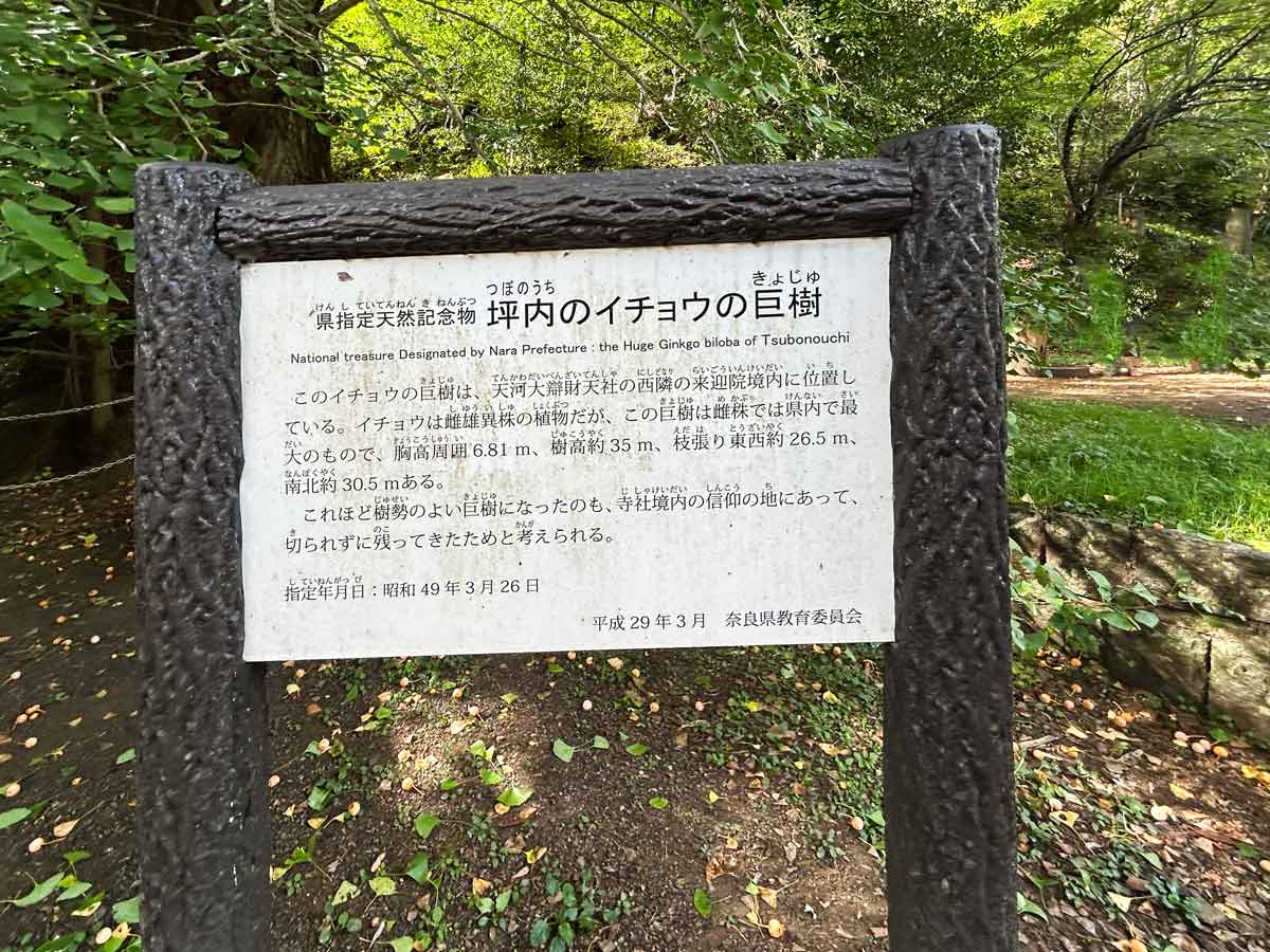 坪内のイチョウの巨樹