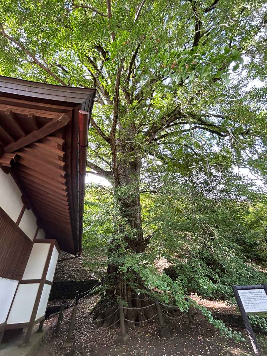 東樹高35m・屋根より高い