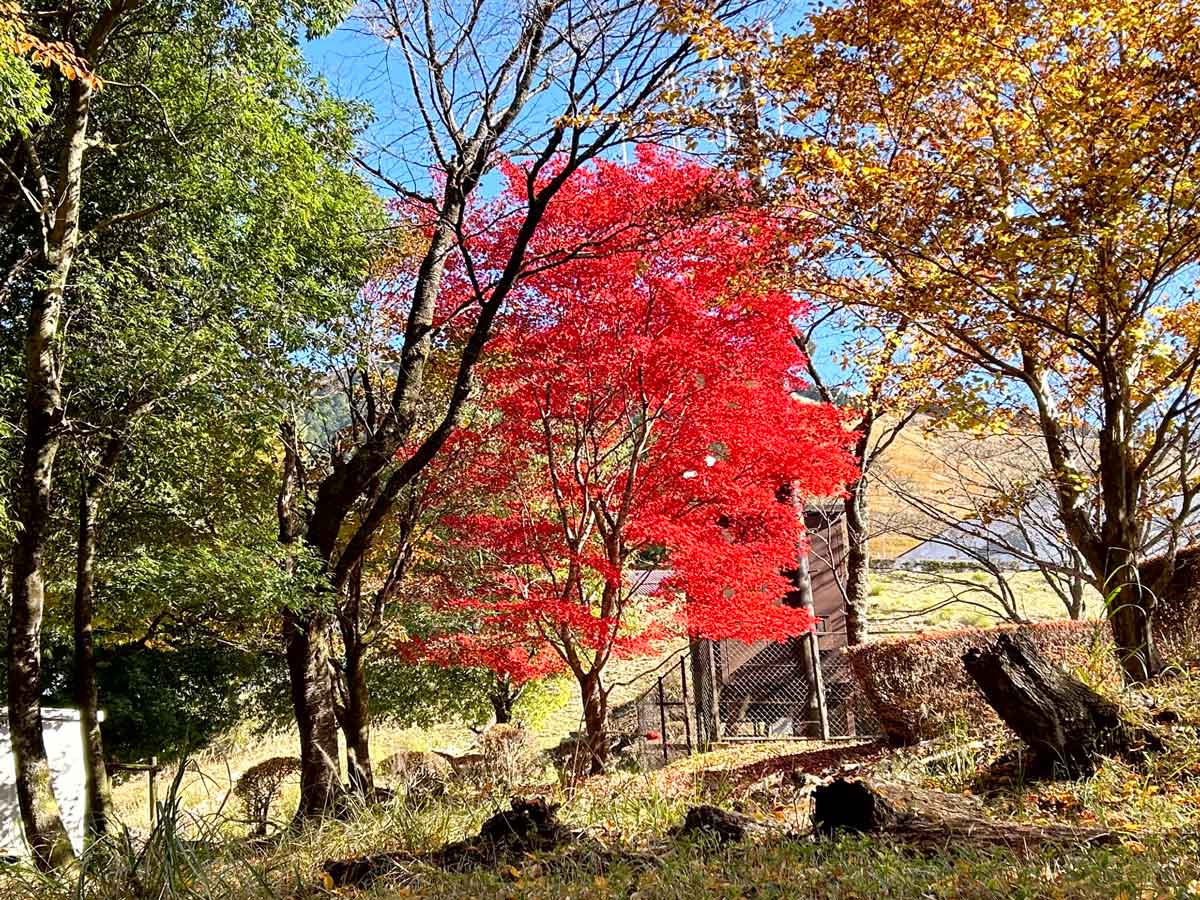 国立曽爾青少年自然の家付近