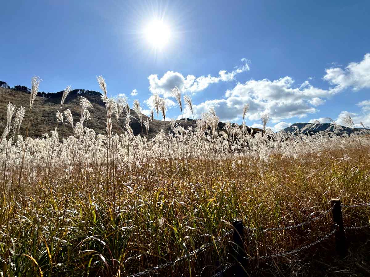 ススキの命が燃えているよう