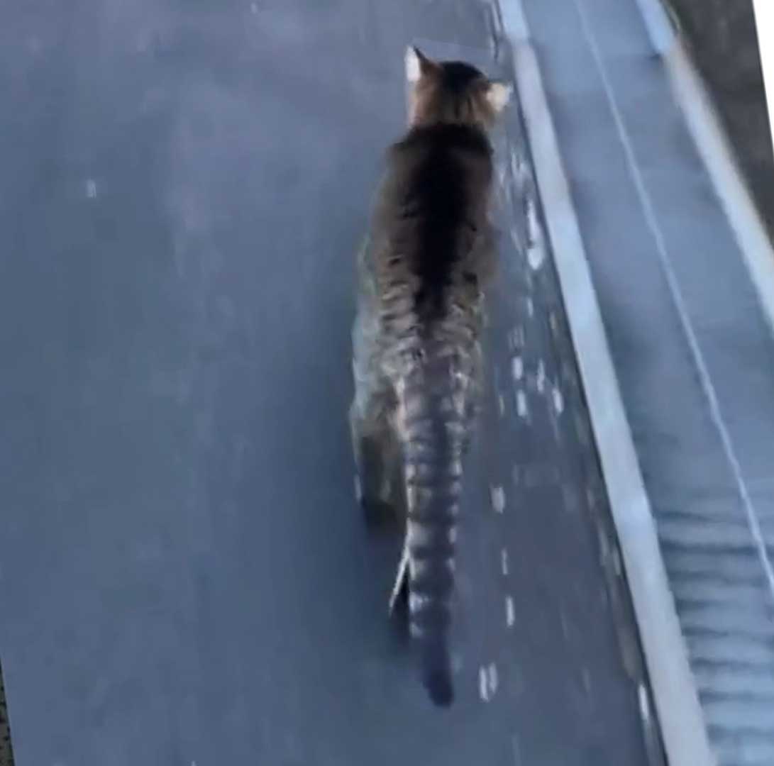 ひみちゃんの長い尻尾